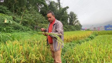 Photo of धानको मुठी लिने चलन स्याङ्जामा संरक्षित